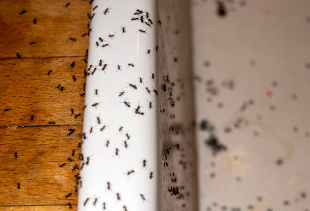 Best Affordable Pest Control Services  in Marquette, MI